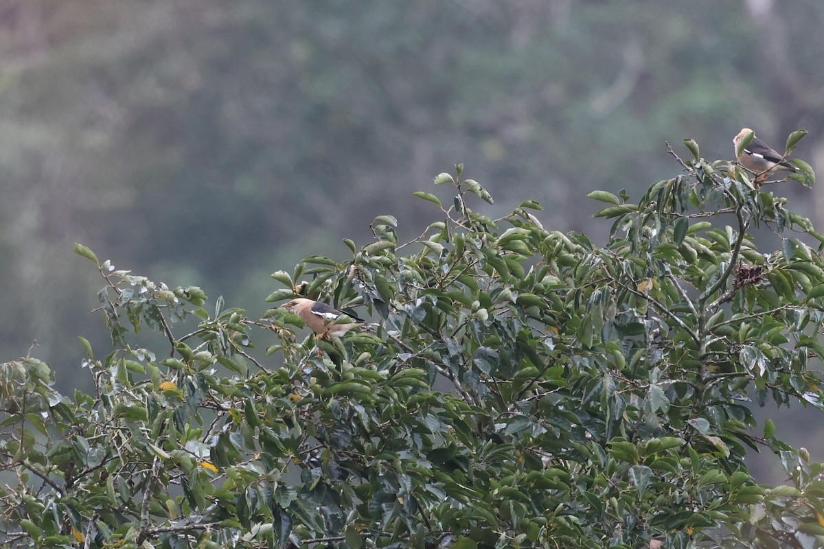 Vinous-breasted Myna - ML647132749