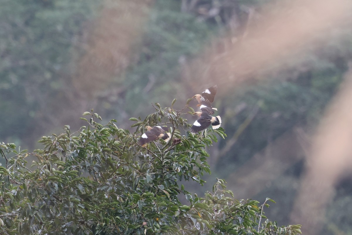 Vinous-breasted Myna - ML647132750