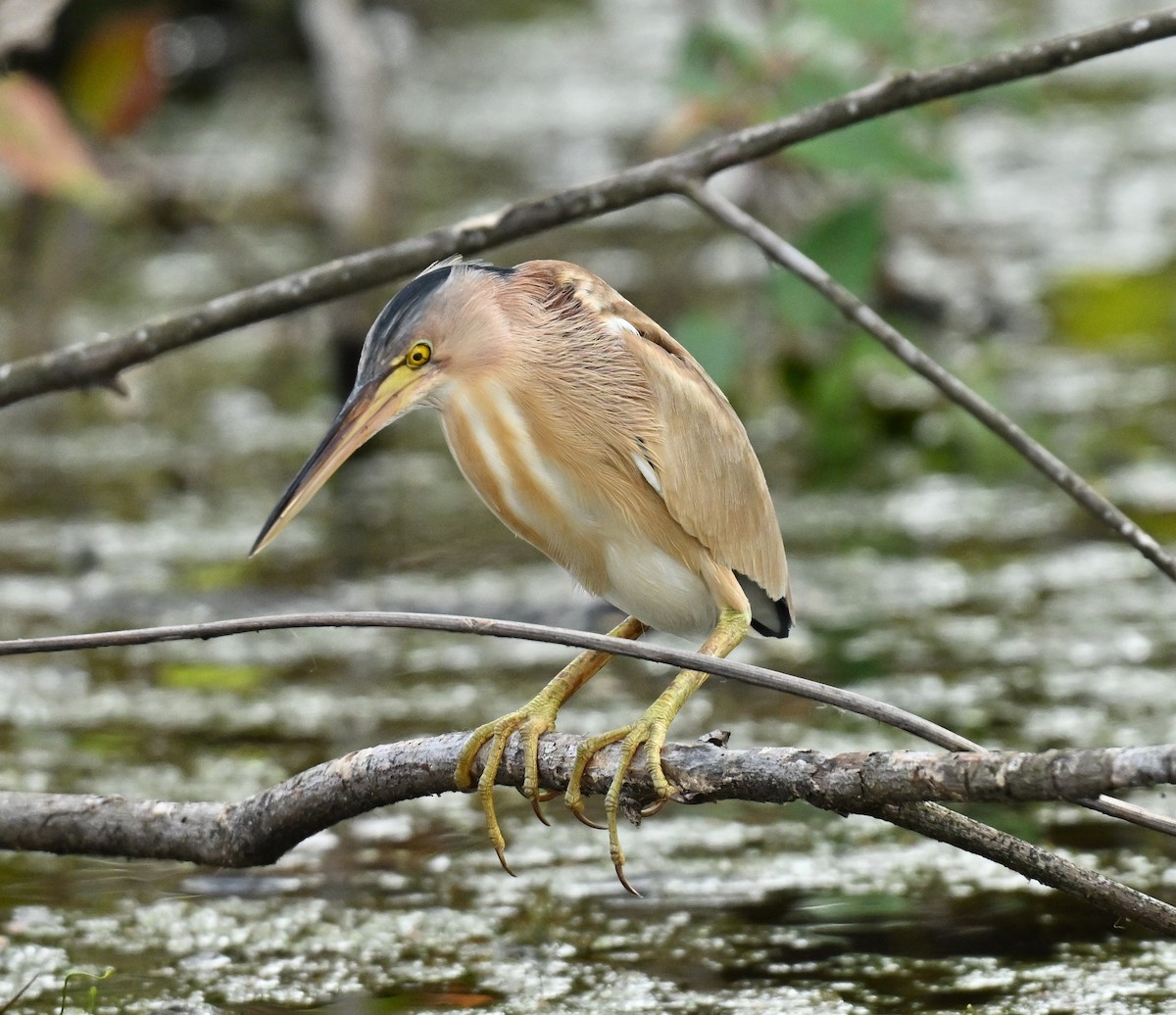 Blongios de Chine - ML647132751