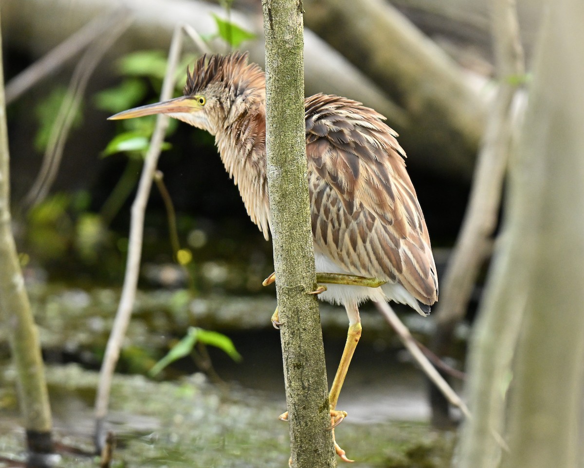Blongios de Chine - ML647132752