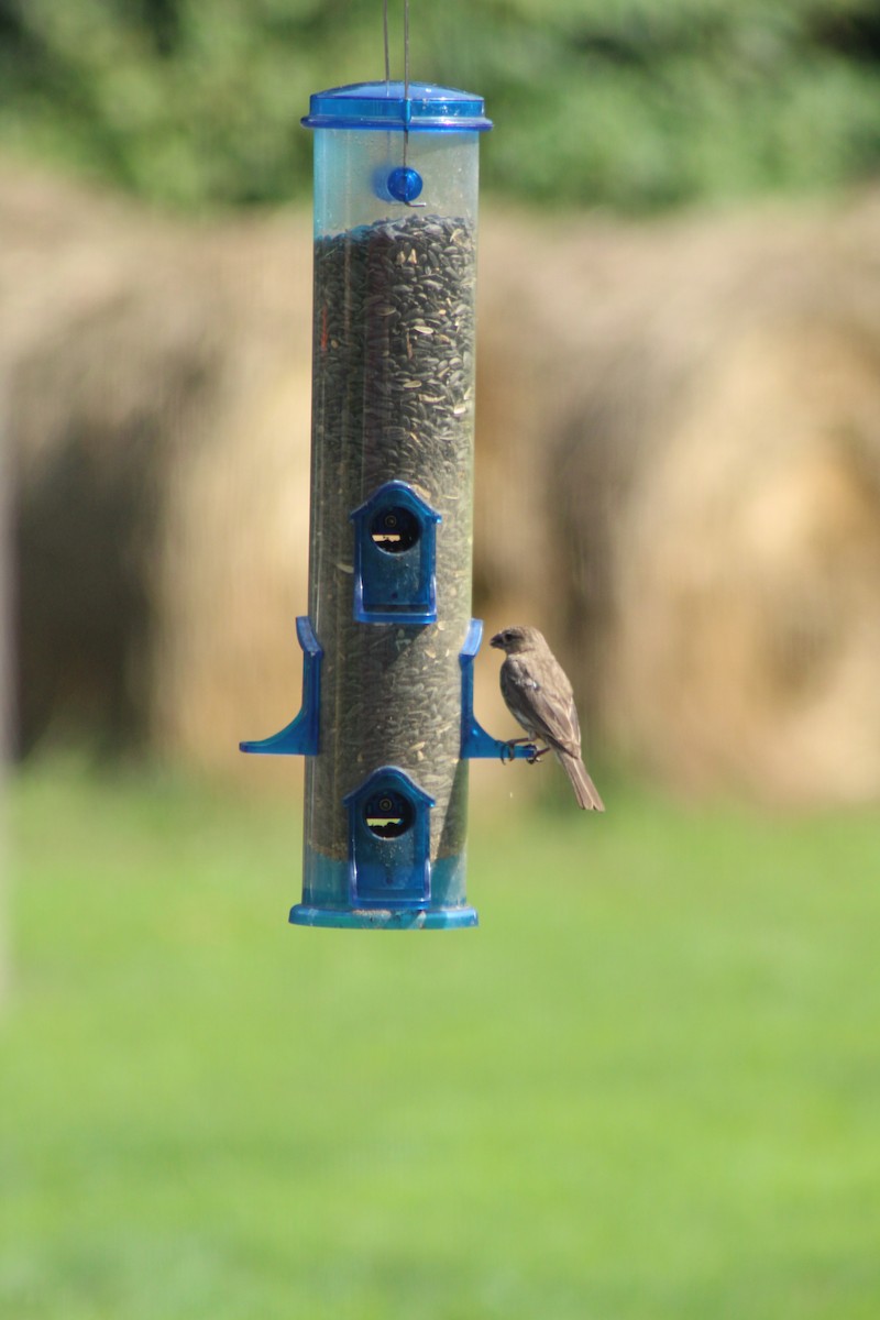 House Finch - ML647132753