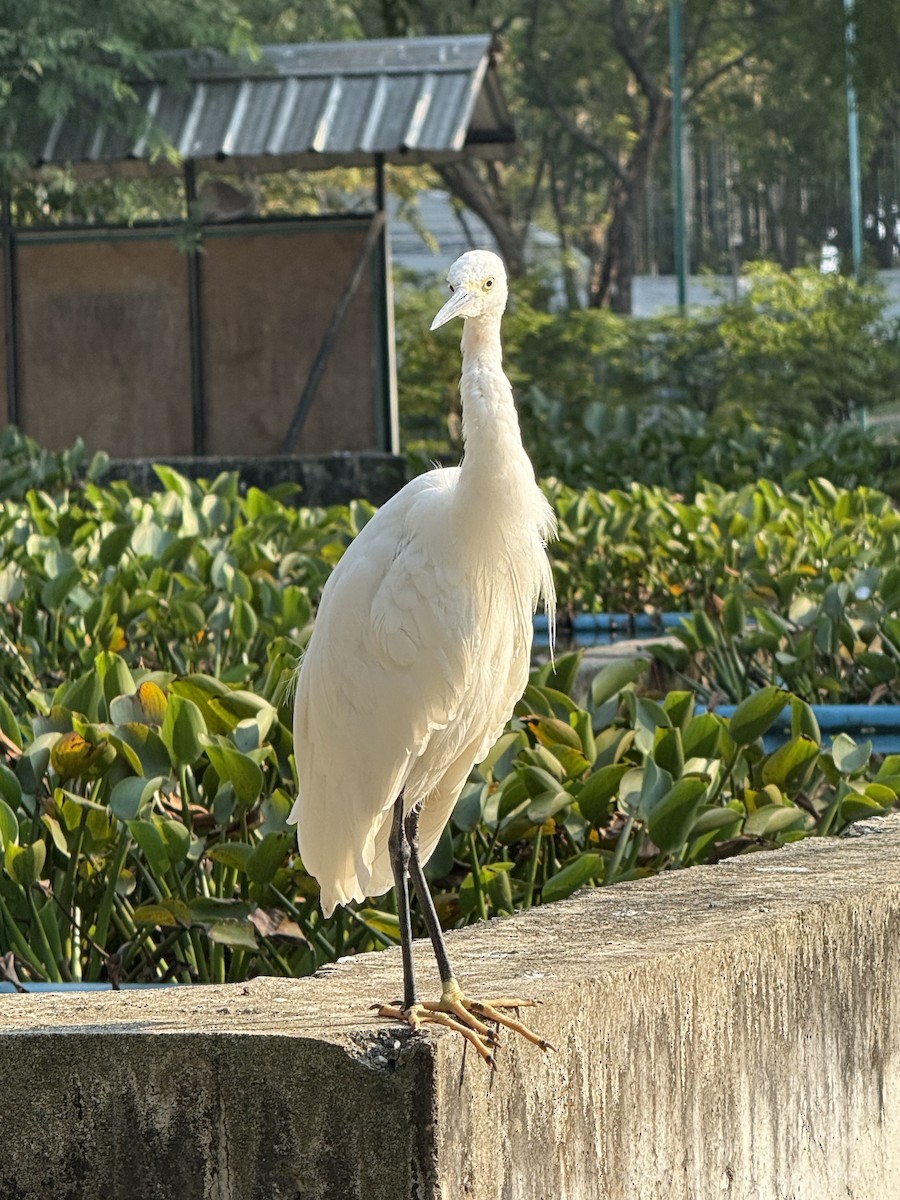 Little Egret - ML647132755