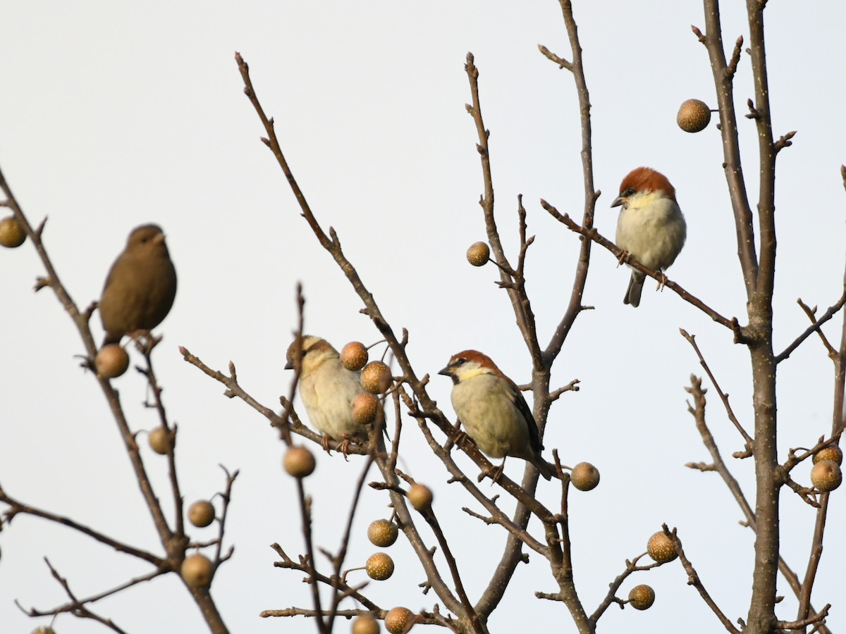 Russet Sparrow - ML647132759