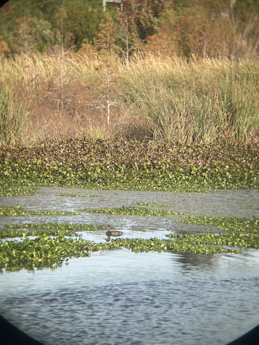 Porrón Americano - ML647132760