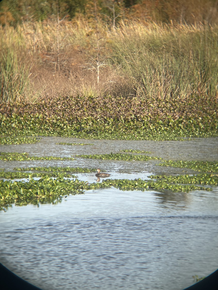 Porrón Americano - ML647132762