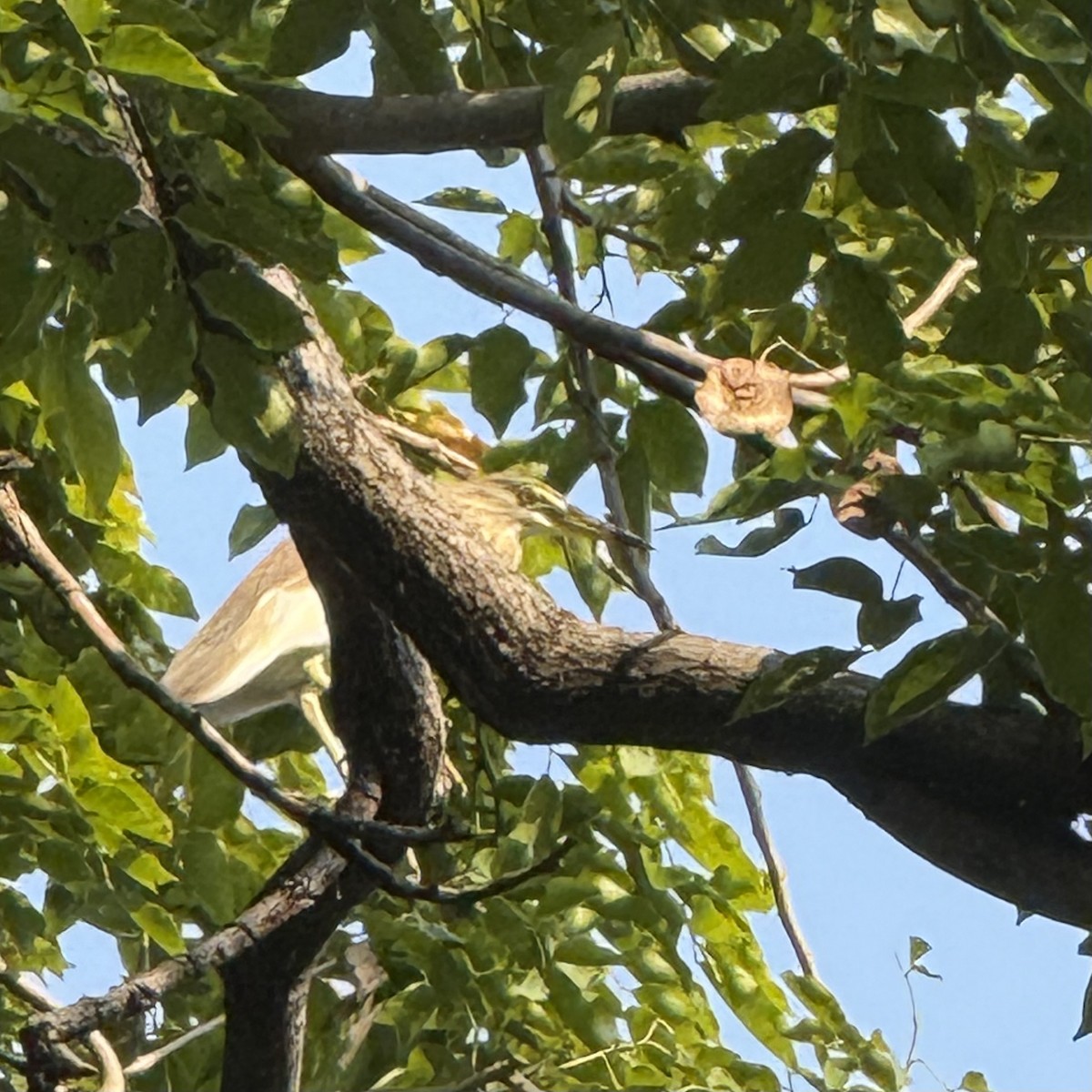 Chinese Pond-Heron - ML647132771