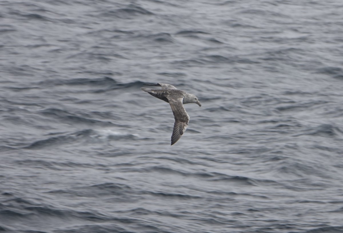 סערון-ענק דרומי - ML647132773