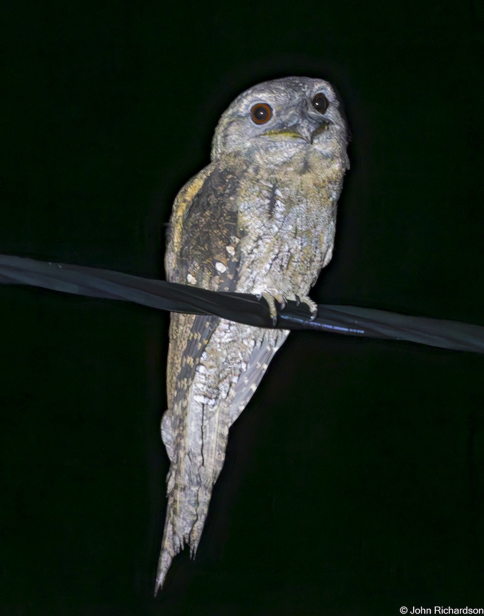 パプアガマグチヨタカ - ML647132778