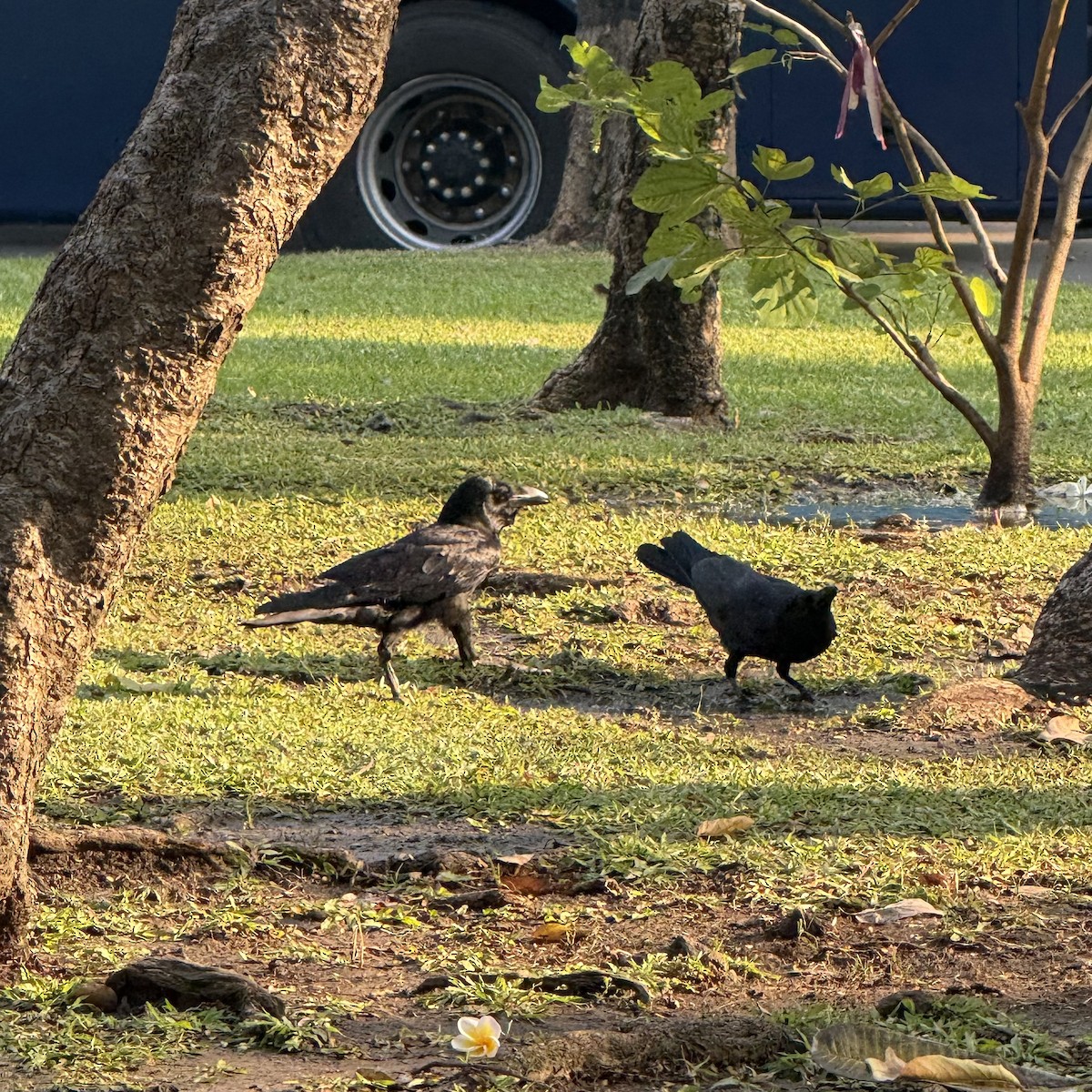 Large-billed Crow - ML647132789