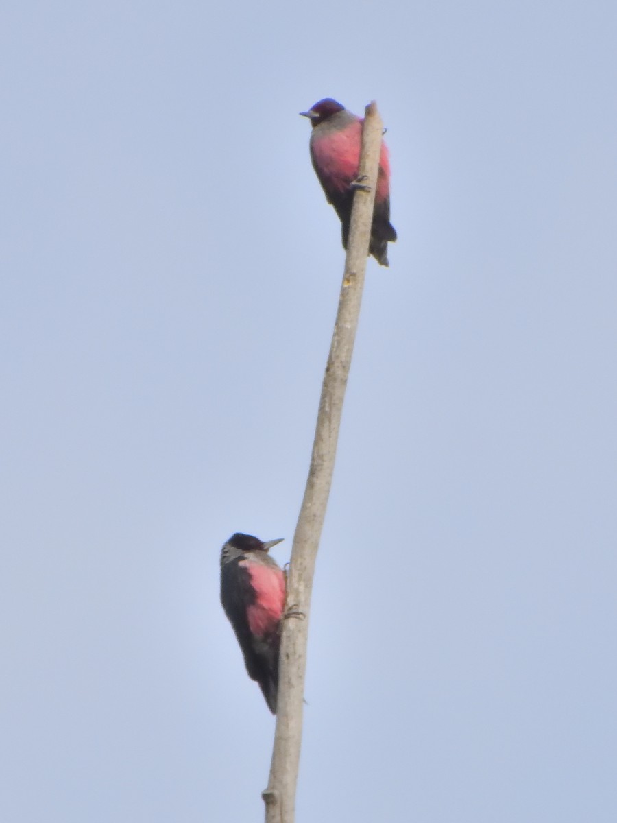 Гіла рожевочерева - ML647132796