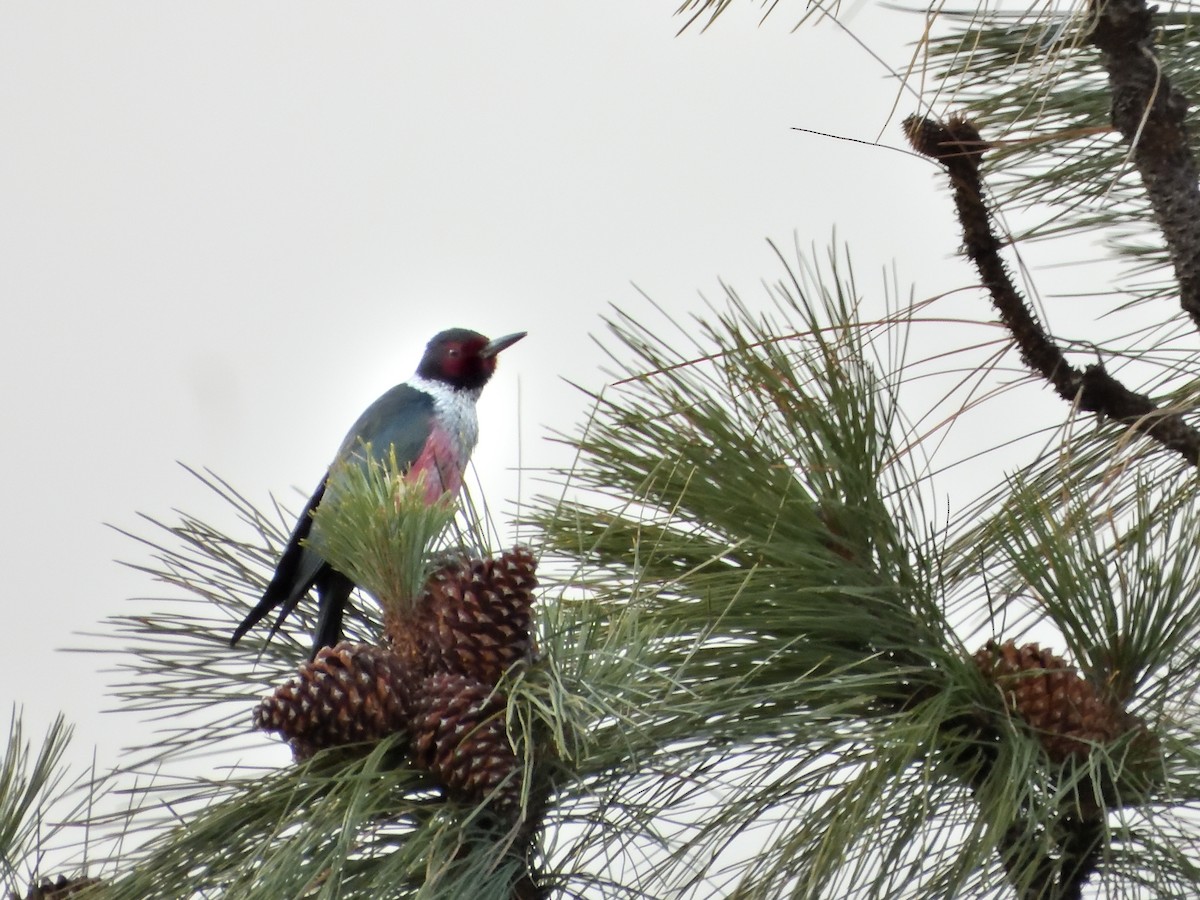 Гіла рожевочерева - ML647132797
