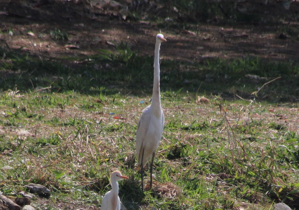 לבנית גדולה - ML647132809