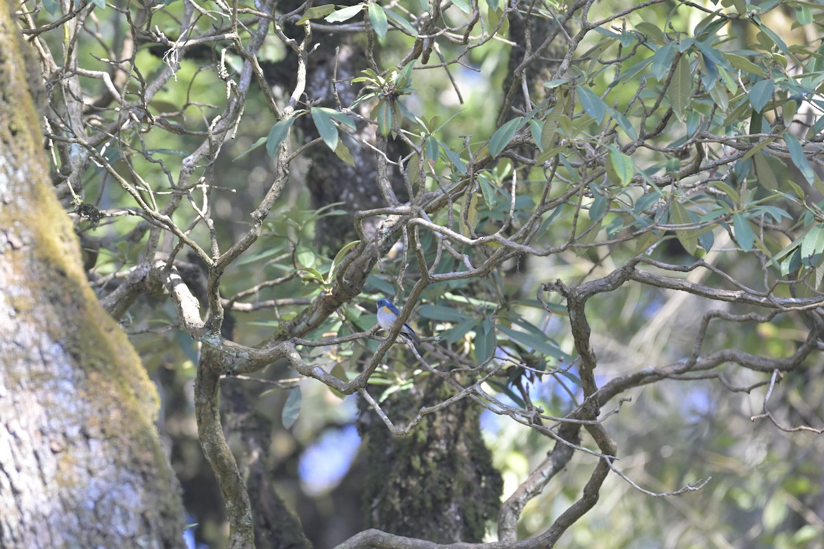 Himalayan Bluetail - ML647132816