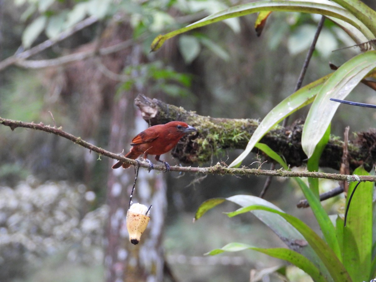 Піранга червона - ML647132818