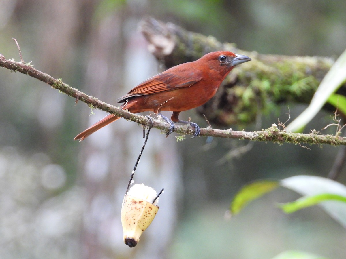 Піранга червона - ML647132819
