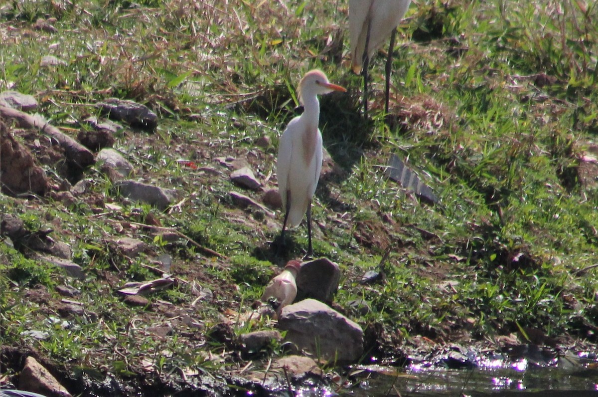 אנפית בקר מערבית - ML647132822