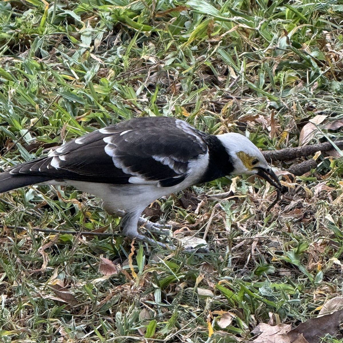 Black-collared Starling - ML647132827