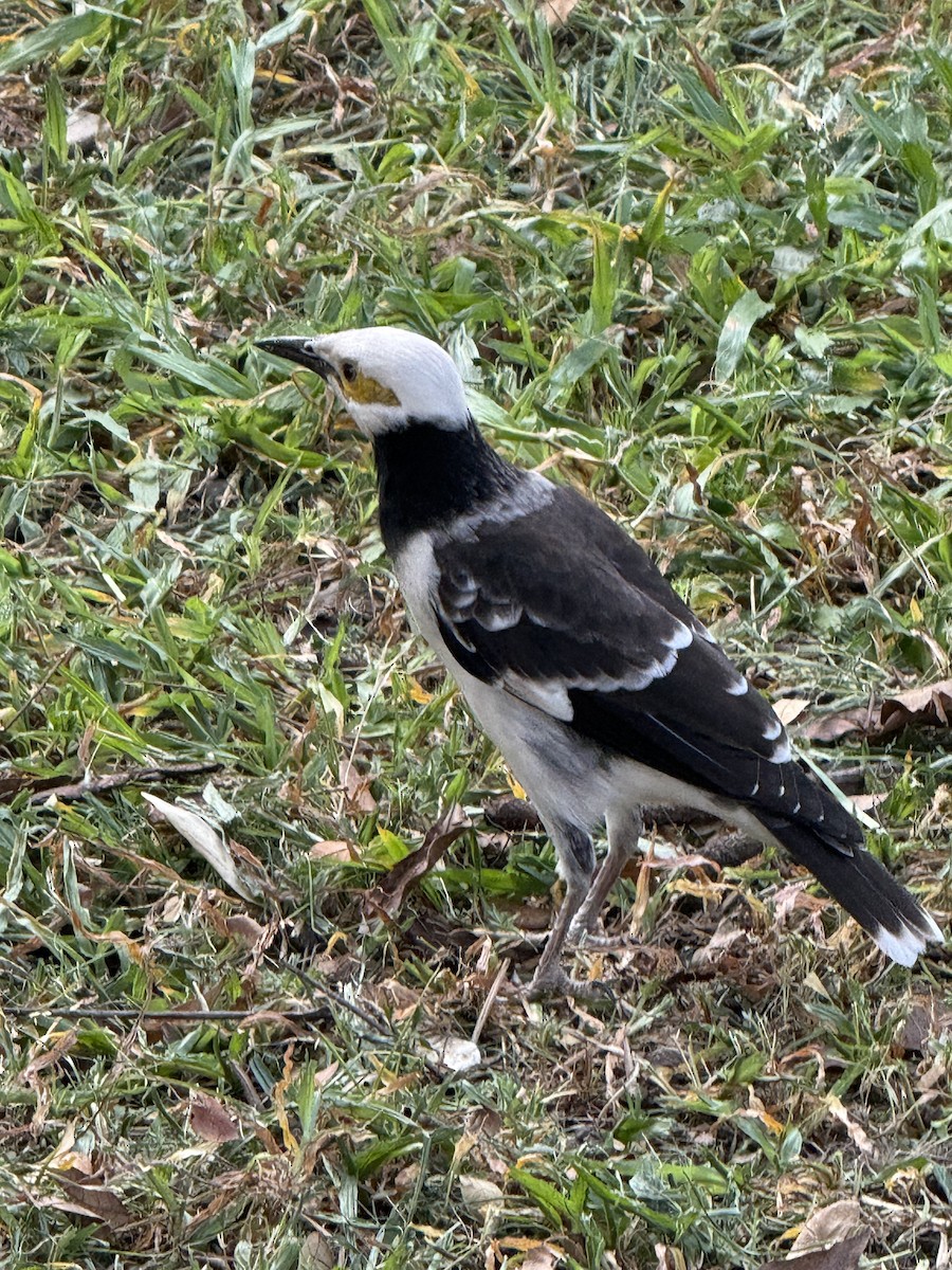 Black-collared Starling - ML647132828