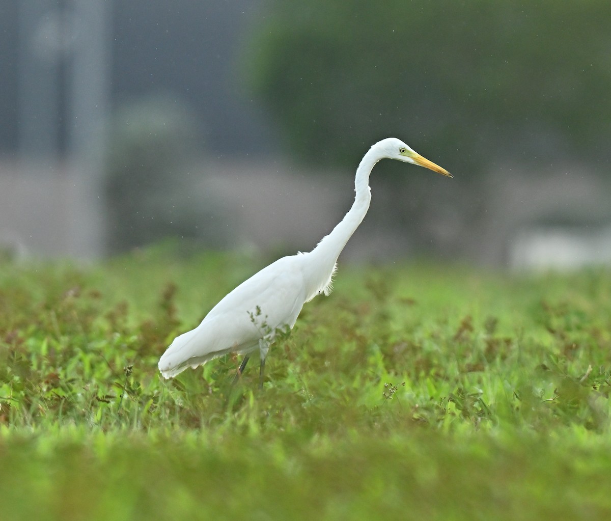 Grande Aigrette - ML647132835