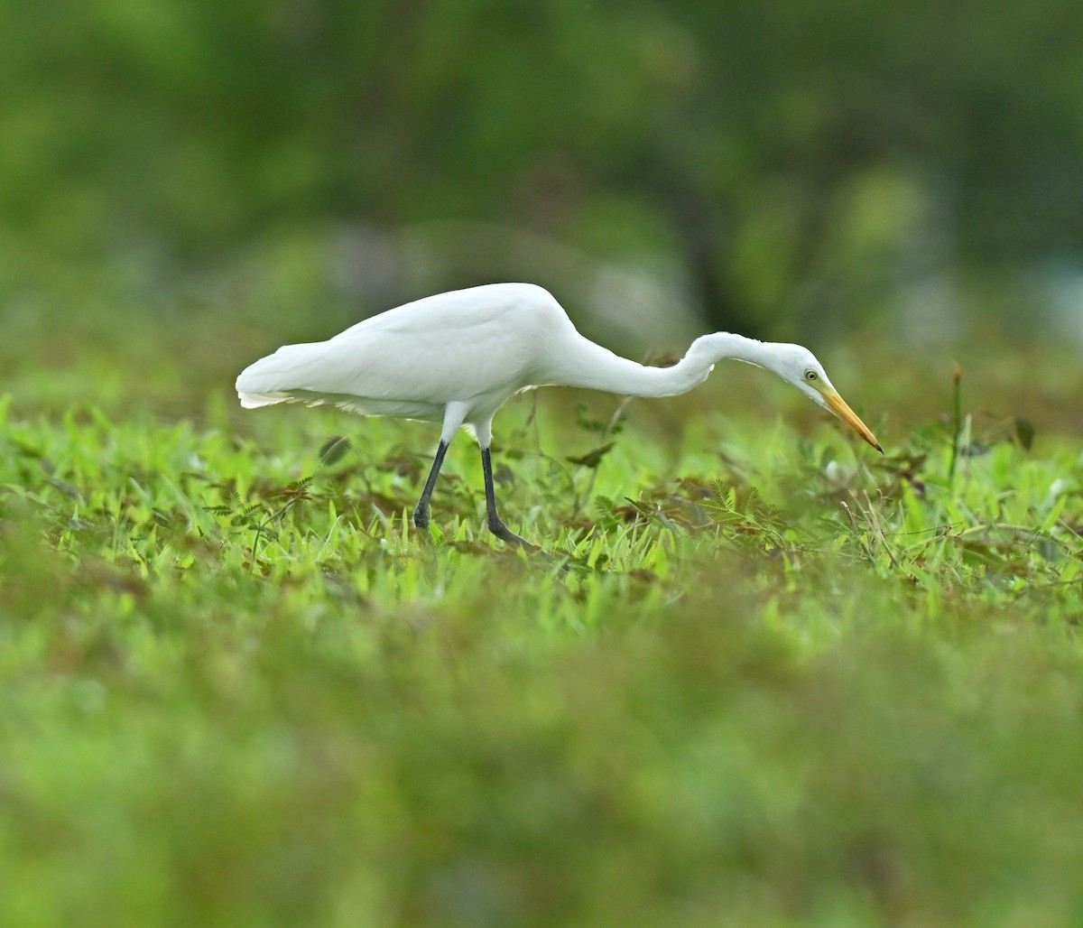 Grande Aigrette - ML647132836