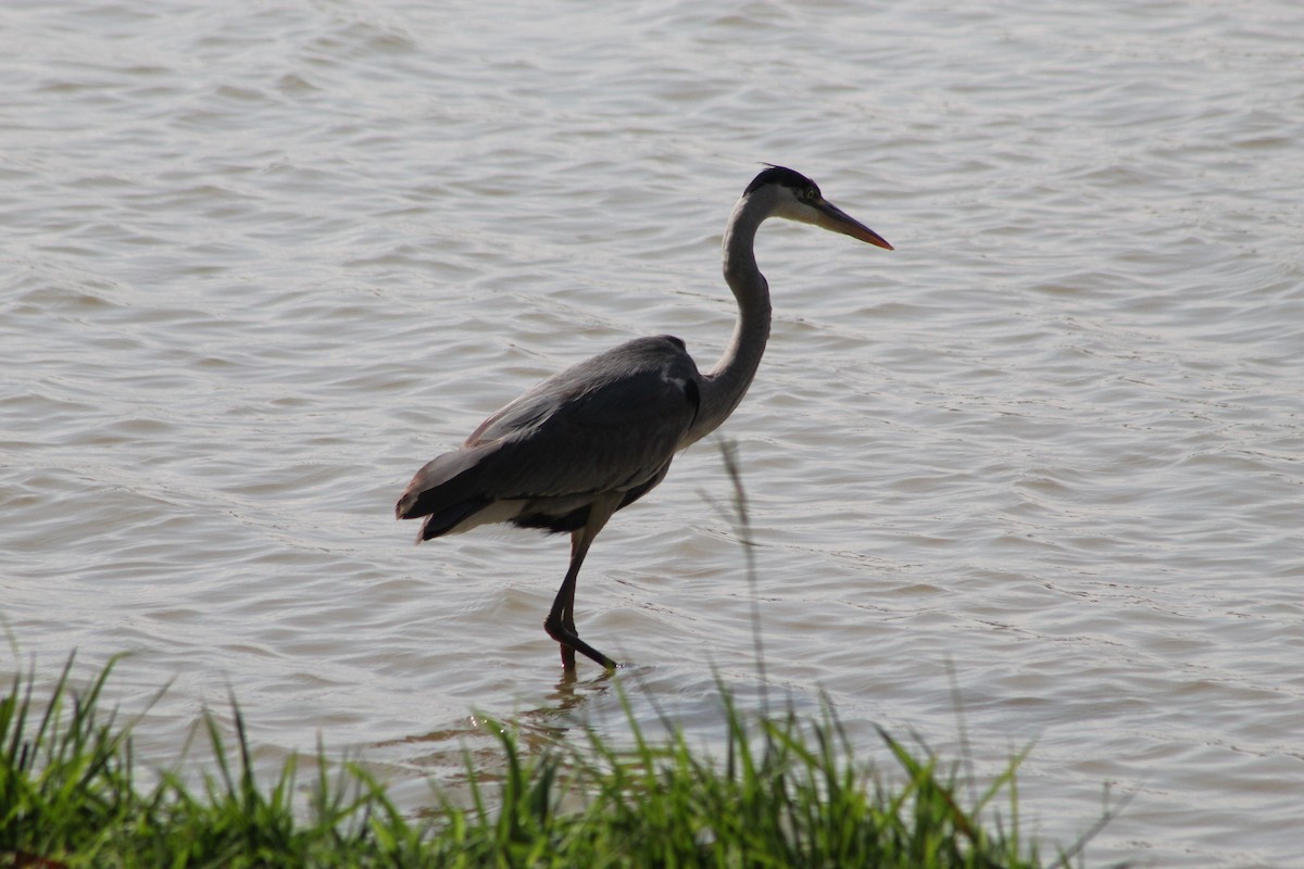 Cocoi Heron - ML647132839