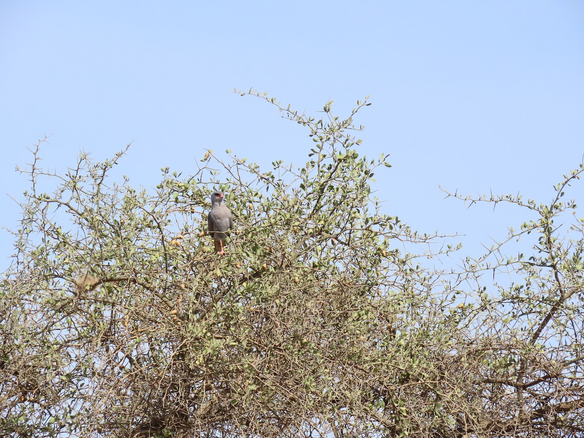 Тёмный певчий ястреб - ML647132840