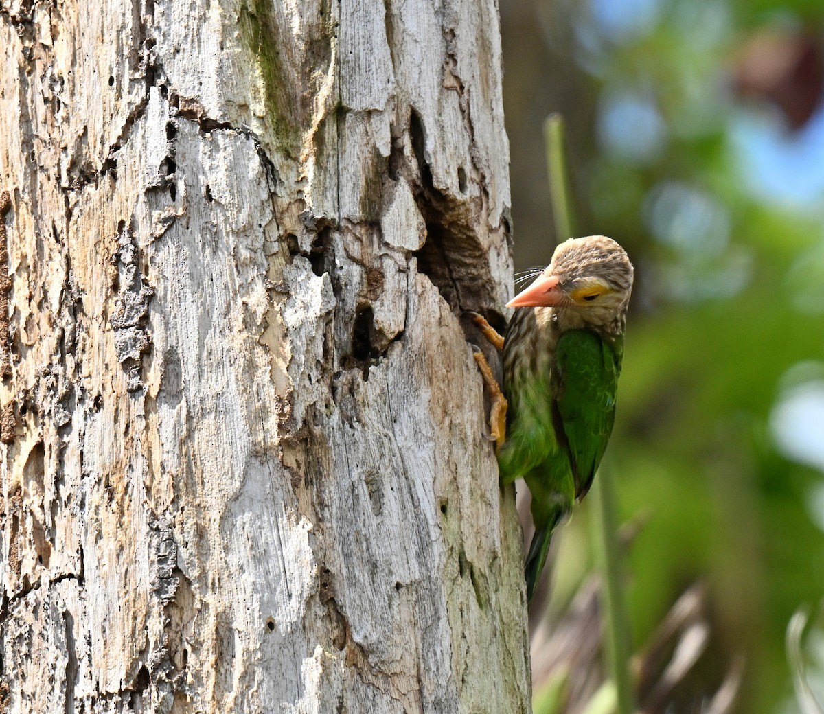 Barbu rayé - ML647132848