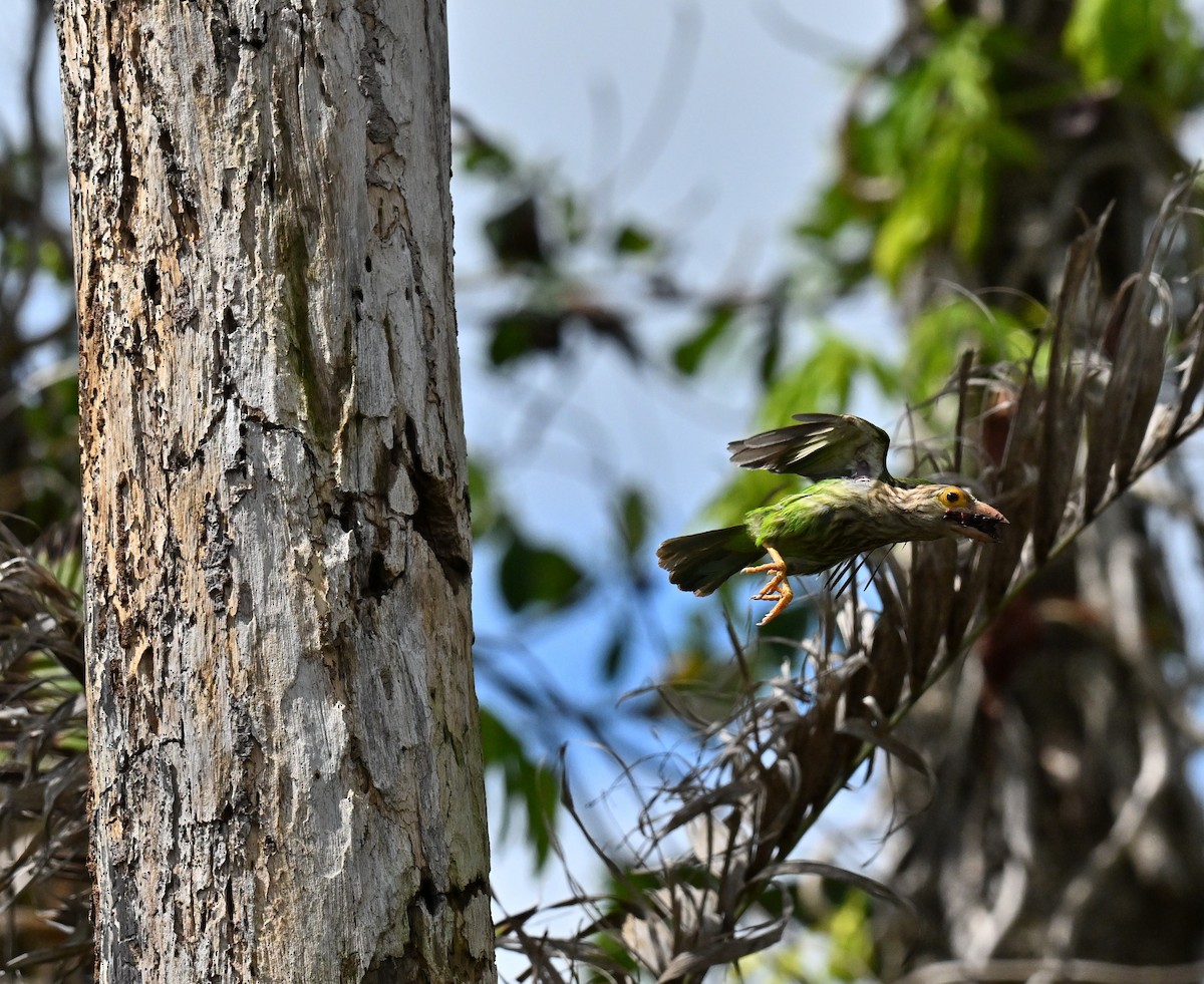 Barbu rayé - ML647132849