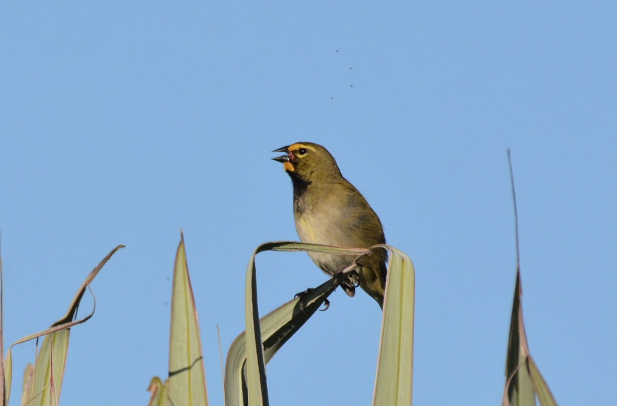 Goldbrauen-Gimpeltangare - ML647132856