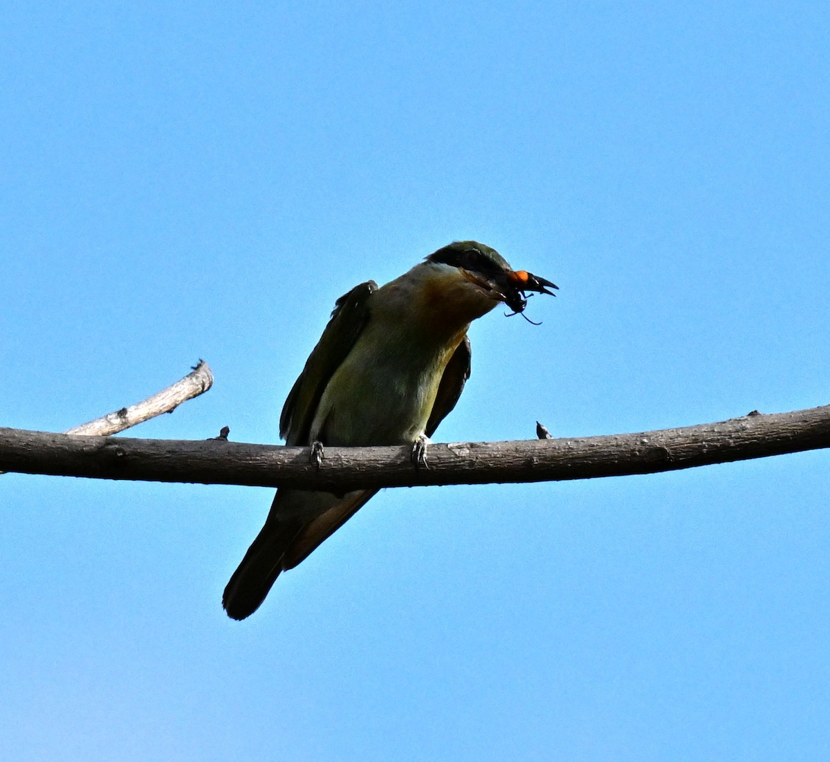 Guêpier à queue d'azur - ML647132857