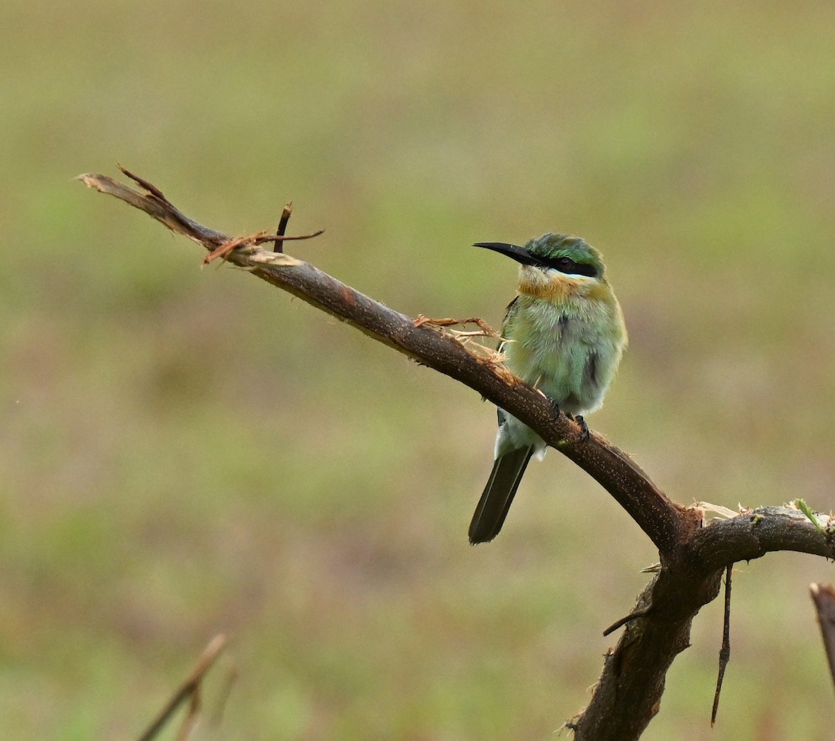 Guêpier à queue d'azur - ML647132858