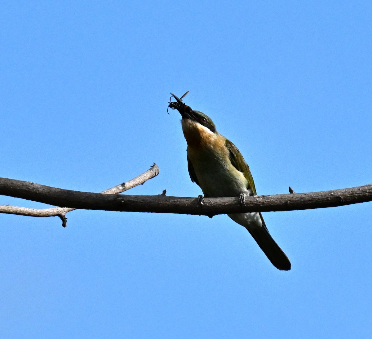 Guêpier à queue d'azur - ML647132859