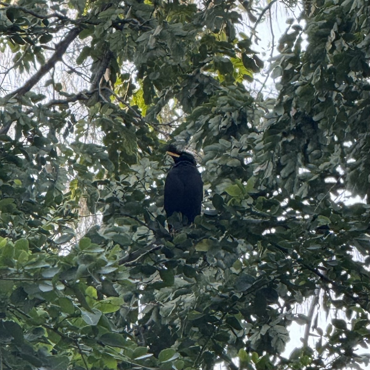 Great Myna - ML647132860