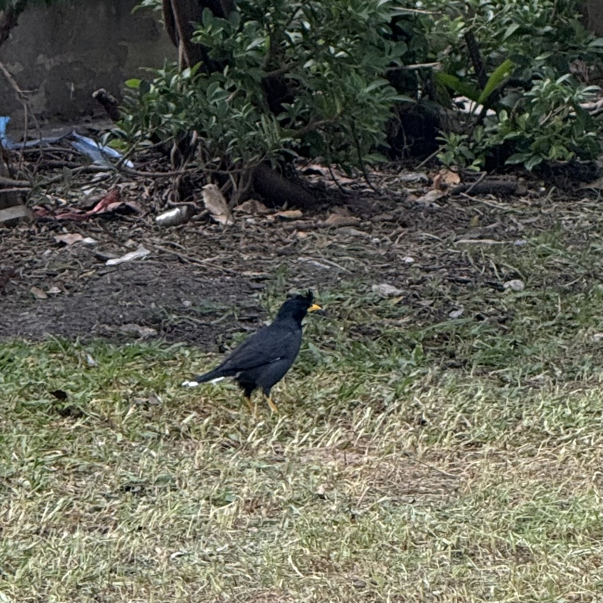 Great Myna - ML647132861