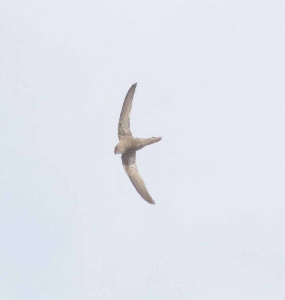 Forbes-Watson's Swift - ML647132865