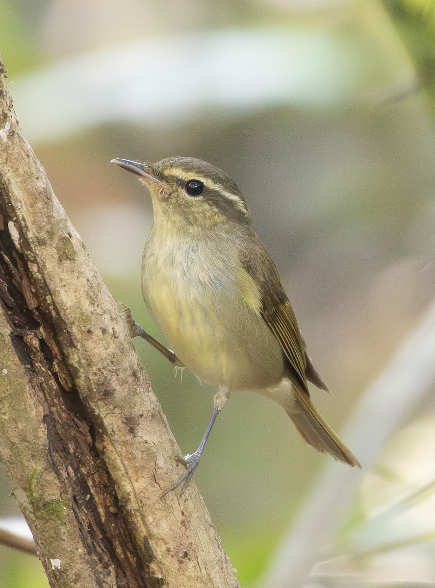 Large-billed Leaf Warbler - ML647132866
