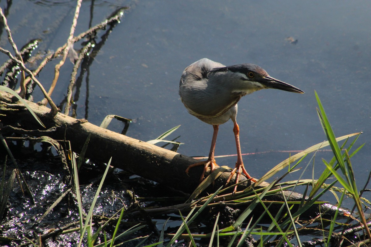 אנפית דרום אמריקנית - ML647132875