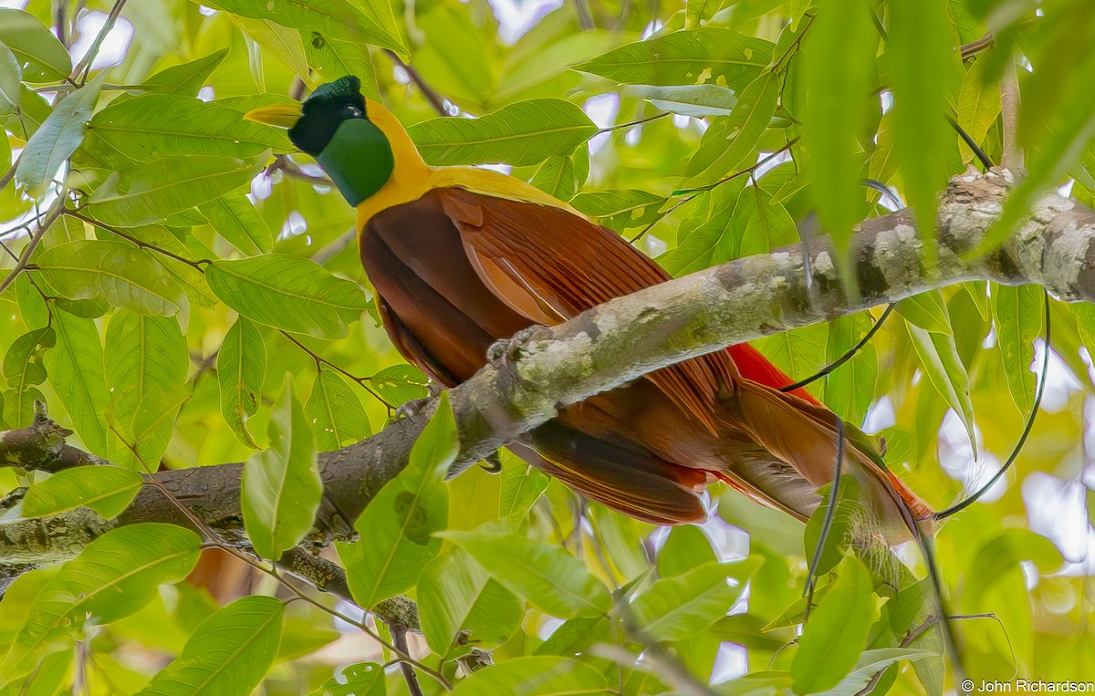 Red Bird-of-Paradise - ML647132888