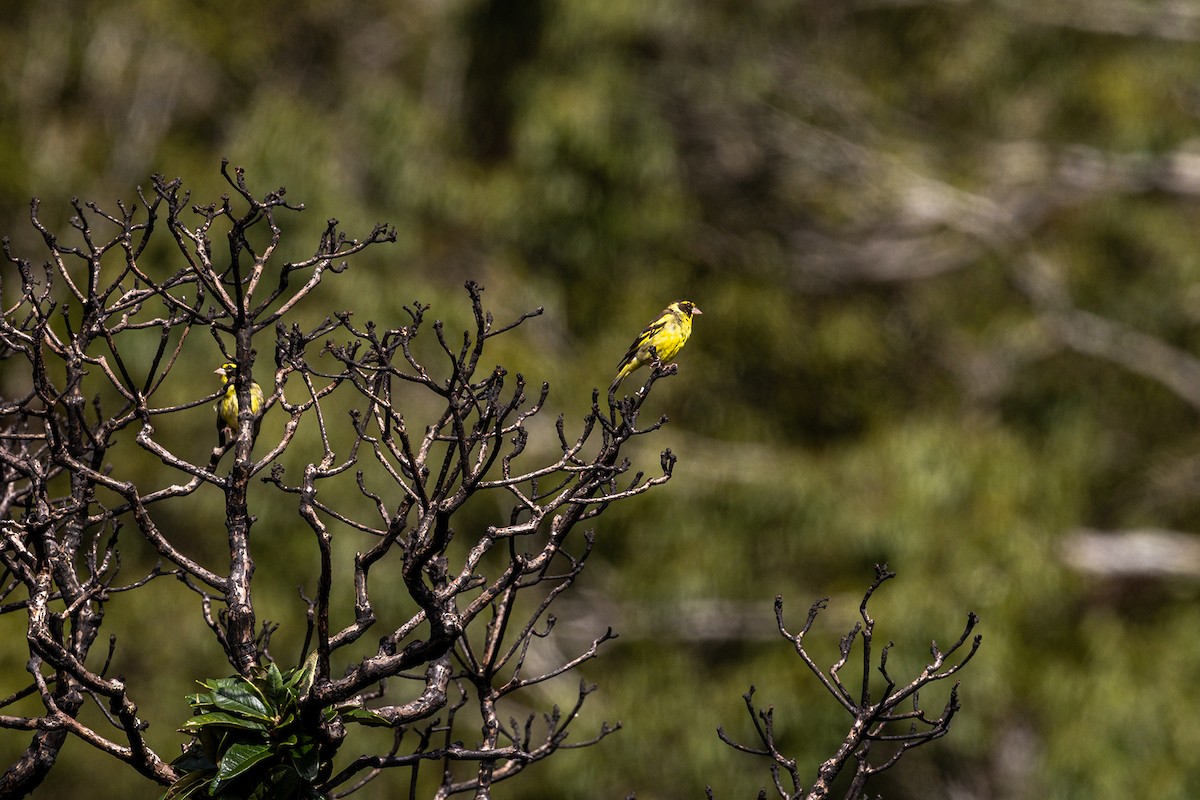 Yellow-breasted Greenfinch - ML647132894