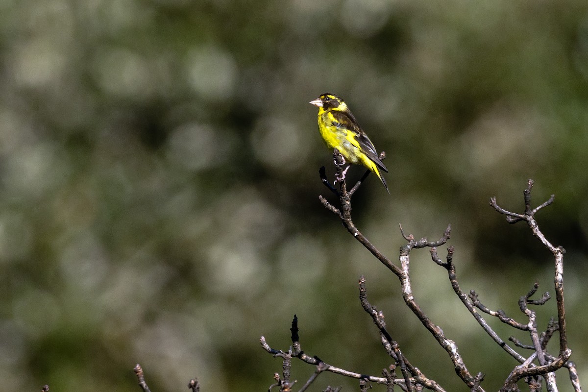Yellow-breasted Greenfinch - ML647132895
