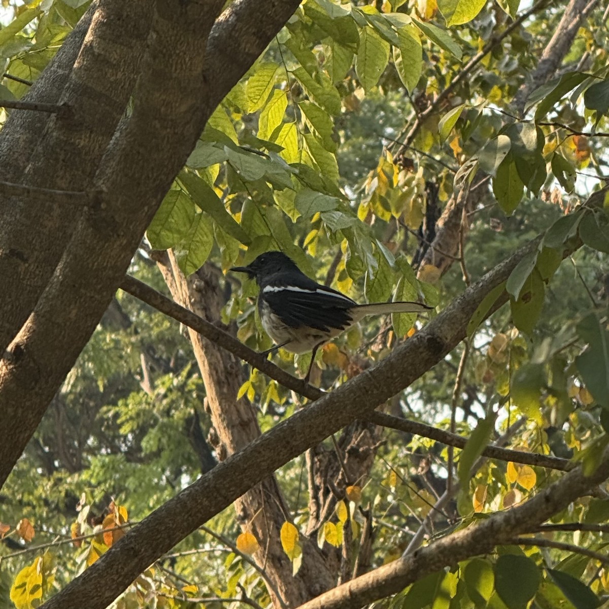 Oriental Magpie-Robin - ML647132898