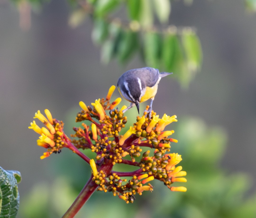 Bananaquit - ML647132901