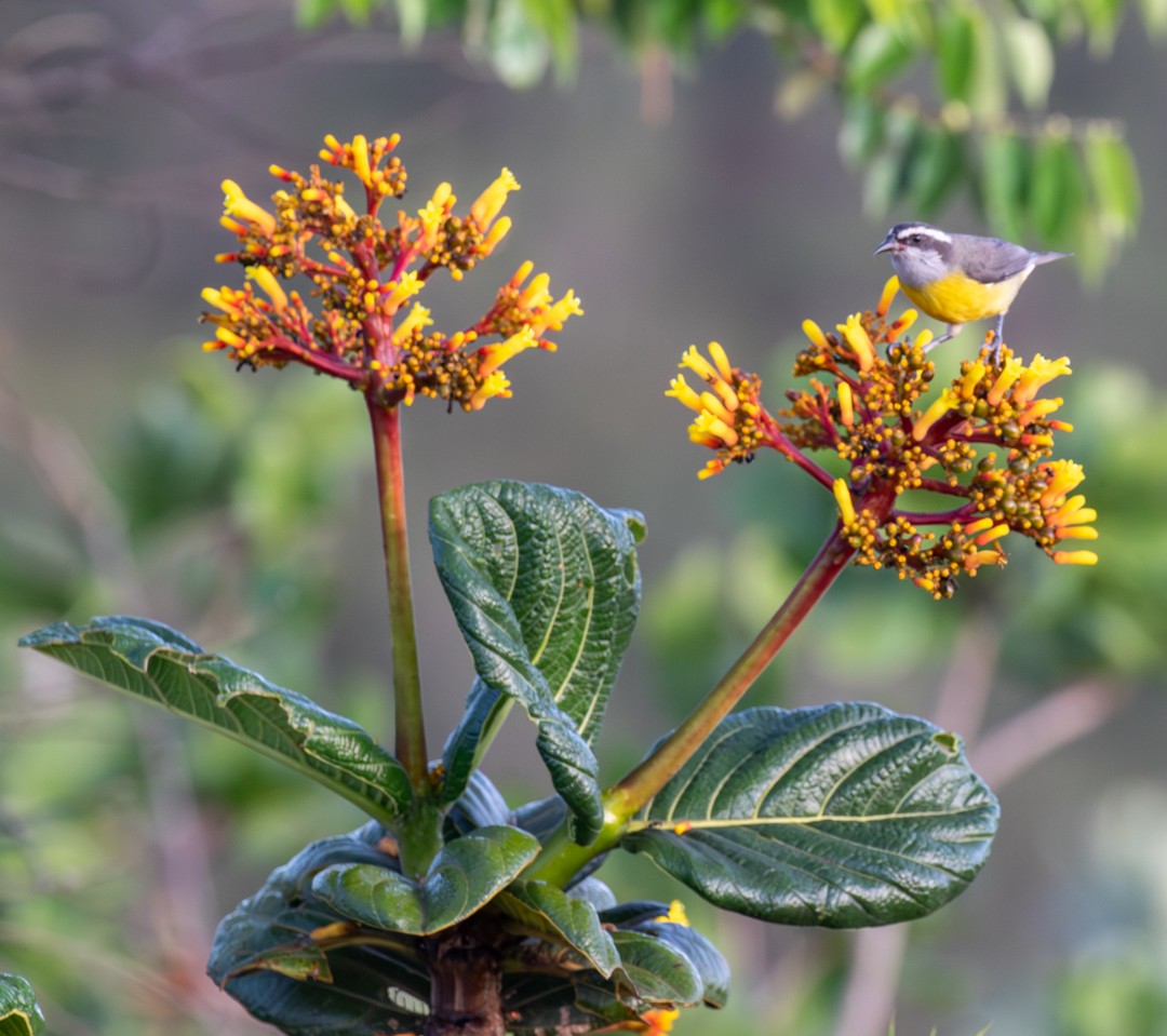 Bananaquit - ML647132903