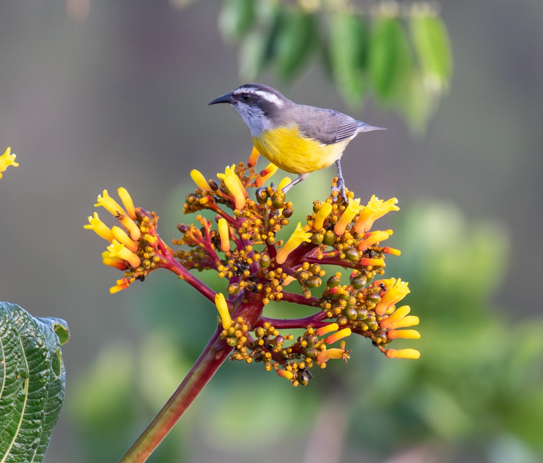 Bananaquit - ML647132904