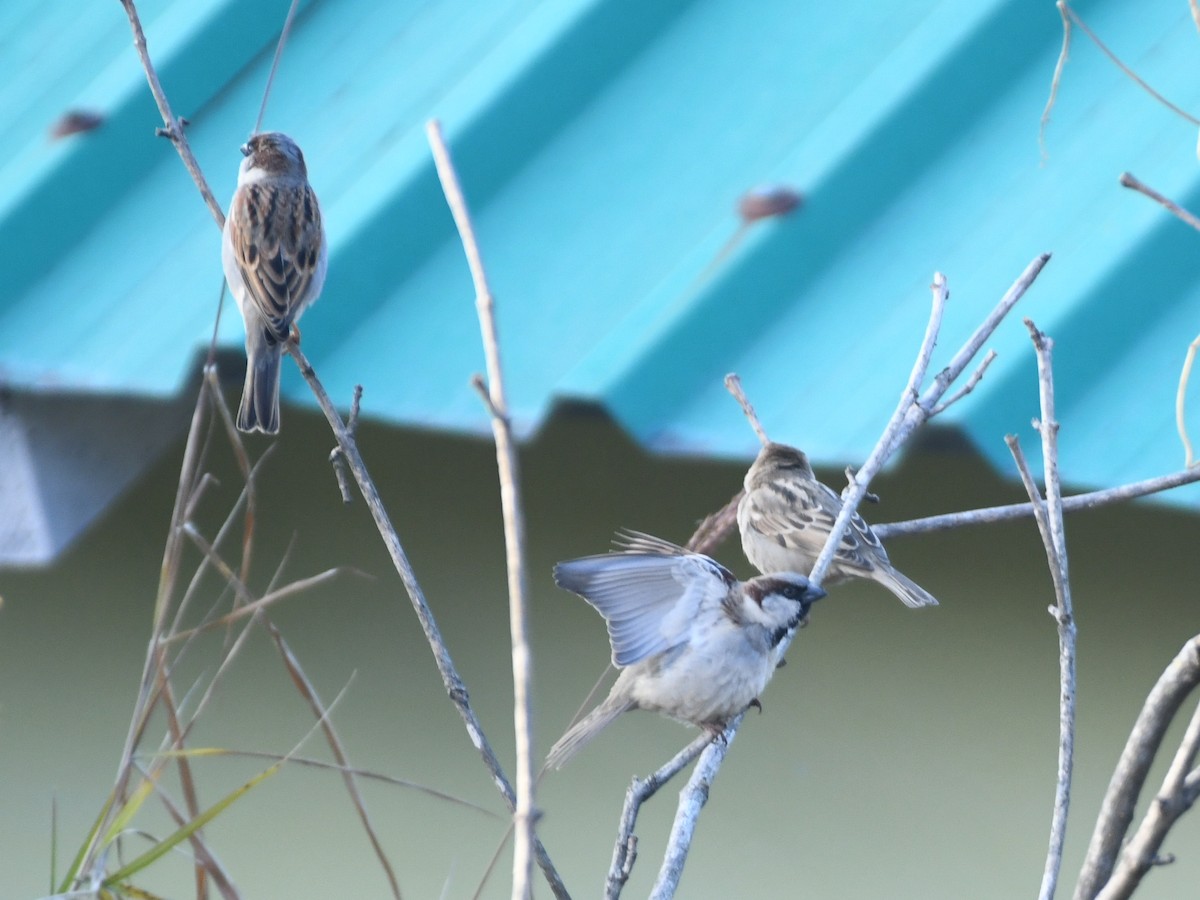 דרור הבית - ML647132907