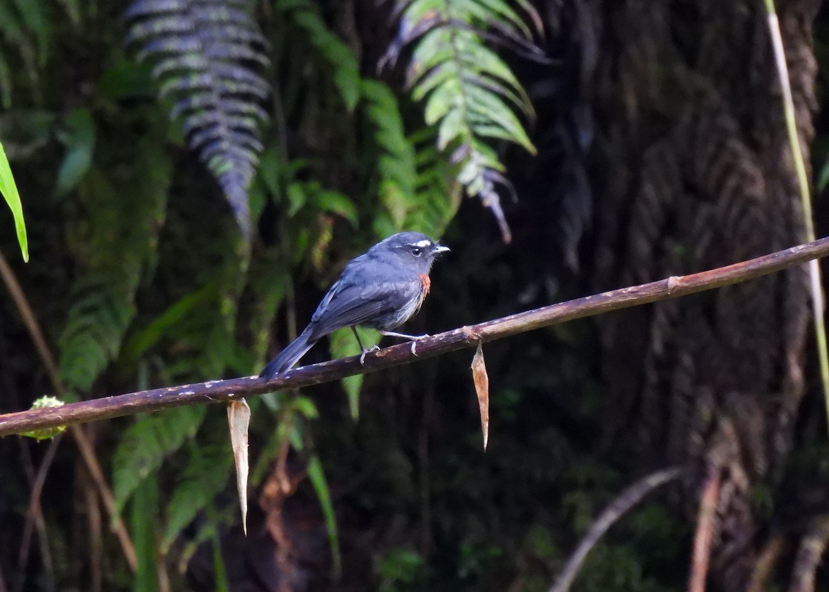 Maroon-belted Chat-Tyrant - ML647132908