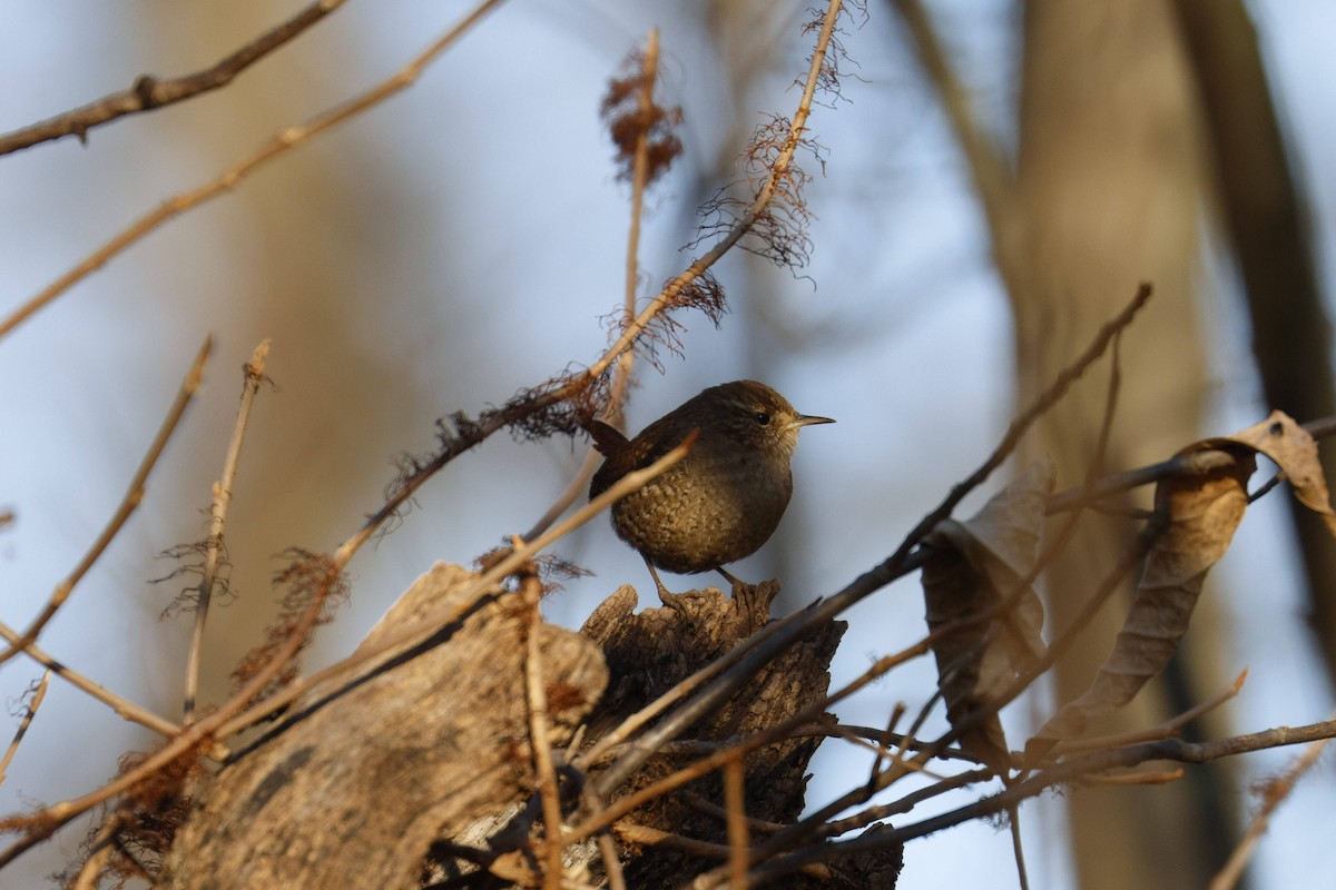 Winter Wren - ML647132909