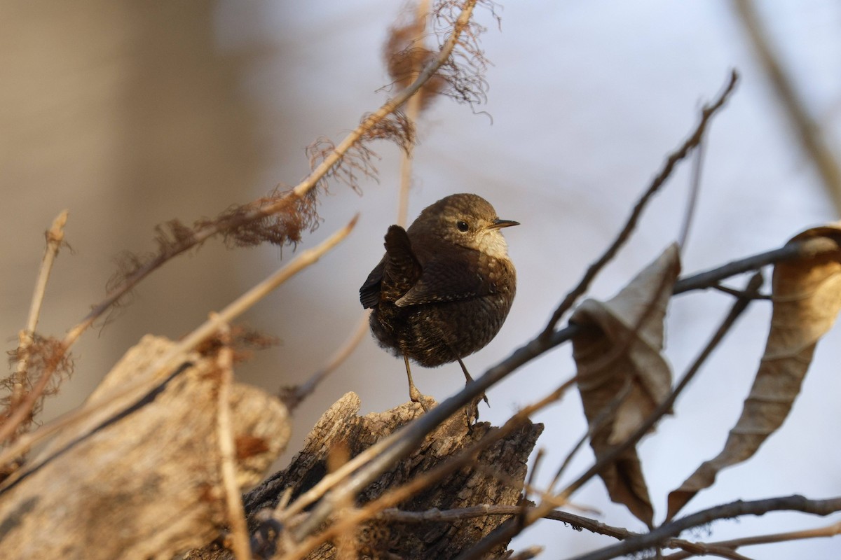 Winter Wren - ML647132910