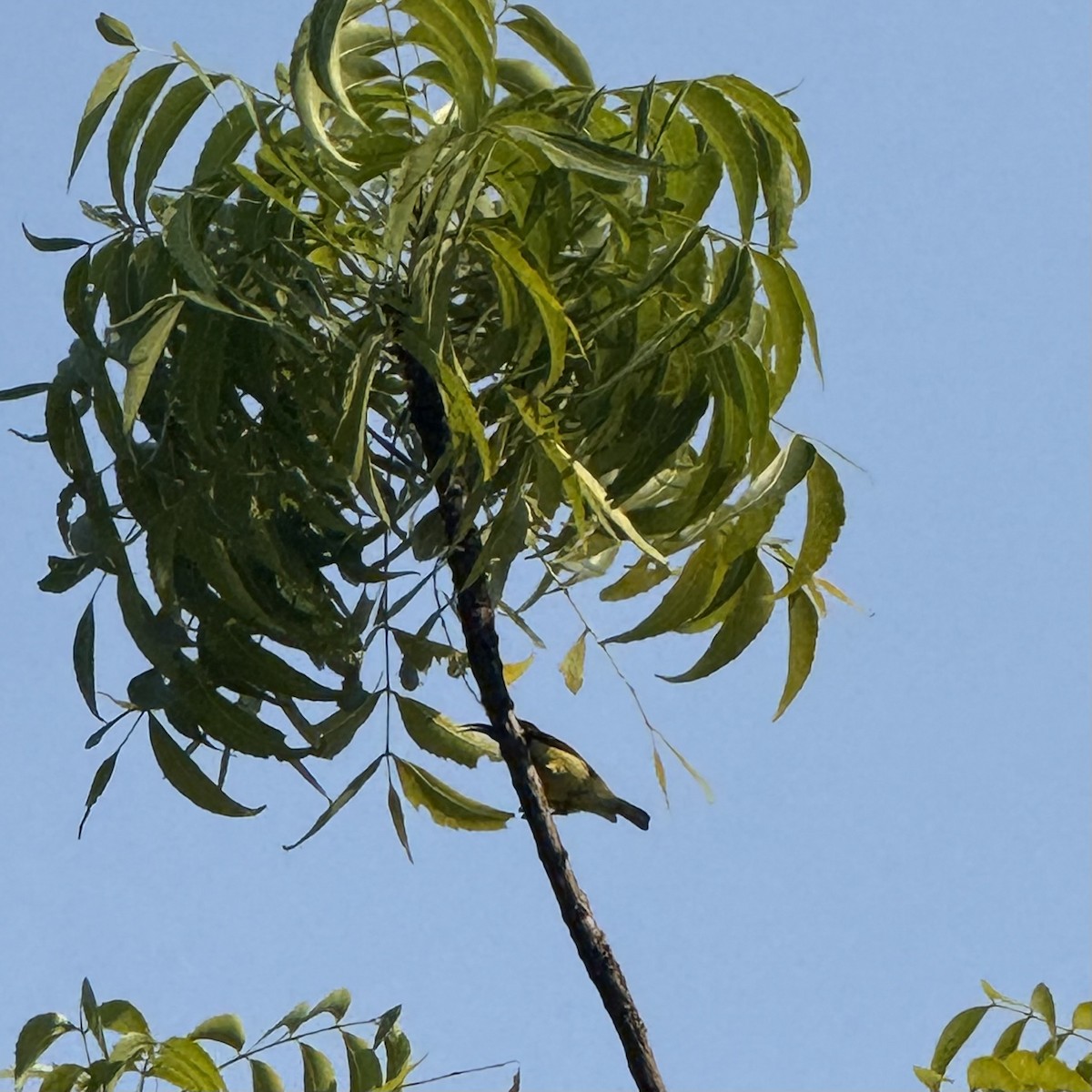 Ornate Sunbird - ML647132911