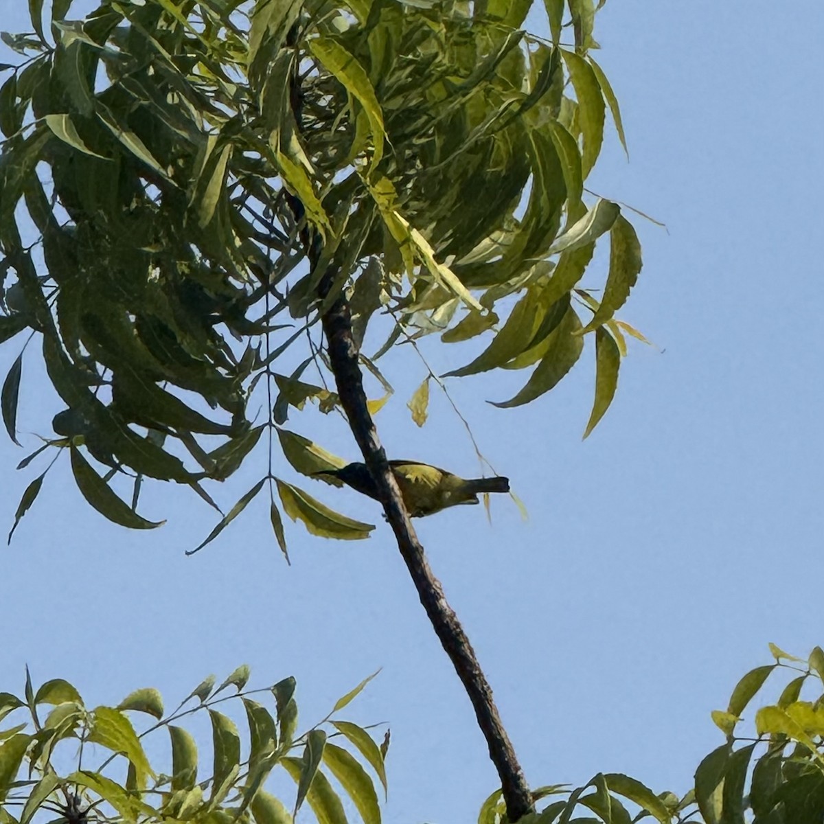 Ornate Sunbird - ML647132912